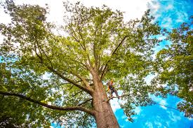 Best Firewood Processing and Delivery  in Hubbard, OH