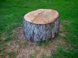 Best Tree Maintenance Programs  in Hubbard, OH