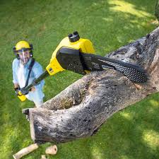 Best Fruit Tree Pruning  in Hubbard, OH