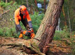Seasonal Cleanup (Spring/Fall) in Hubbard, OH