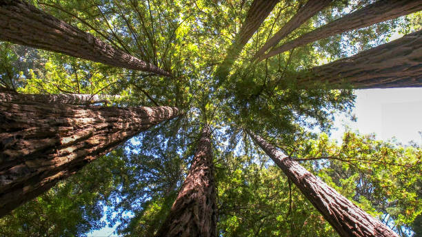 Best Arborist Consultation Services  in Hubbard, OH