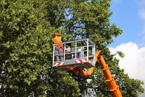 Best Tree Removal  in Hubbard, OH