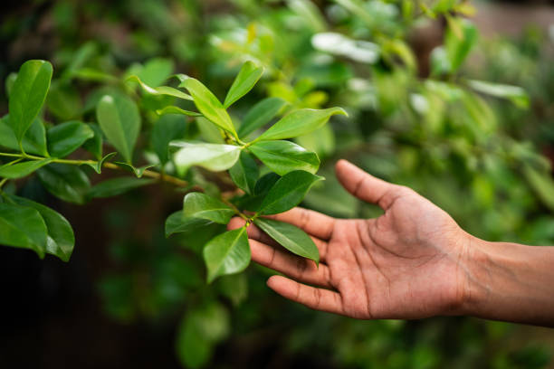 Professional Tree Services in Hubbard, OH