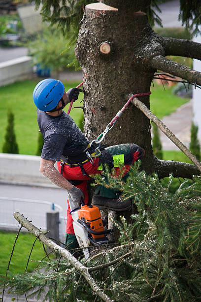 Best Commercial Tree Services  in Hubbard, OH
