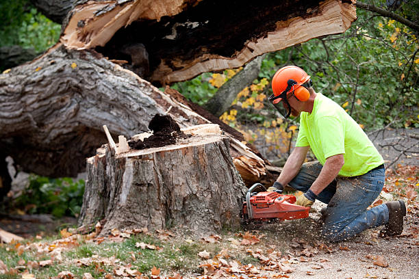 Best Stump Grinding and Removal  in Hubbard, OH