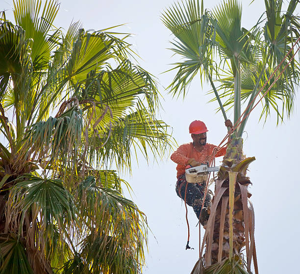 How Our Tree Care Process Works  in  Hubbard, OH